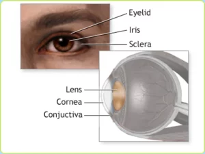 What is a Slit Lamp? eye vision