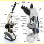 Compound Light Microscope