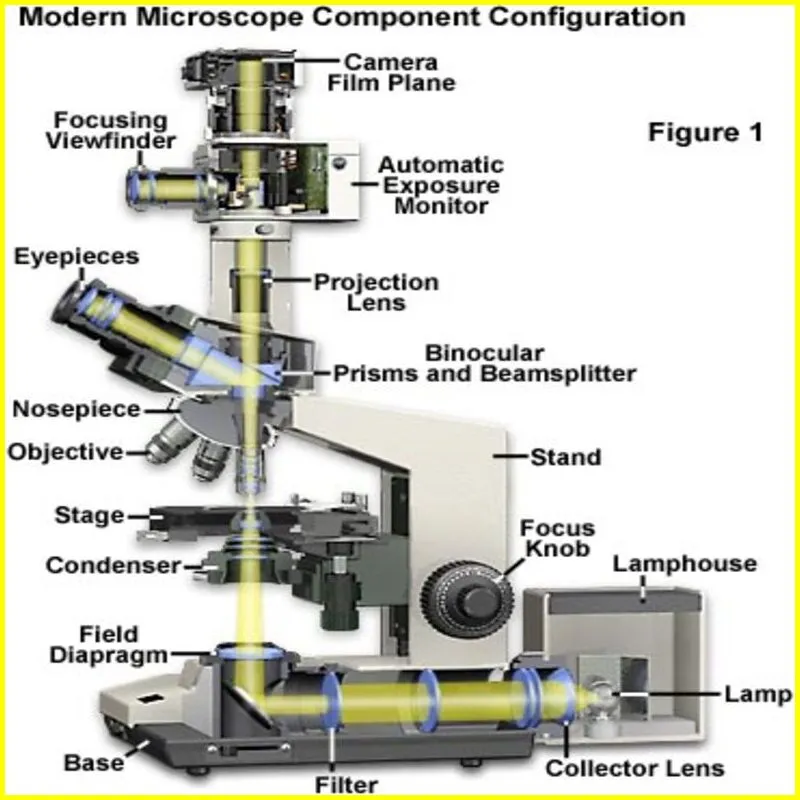 compound light microscope labeled