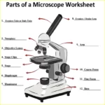 Compound Light Microscope Parts