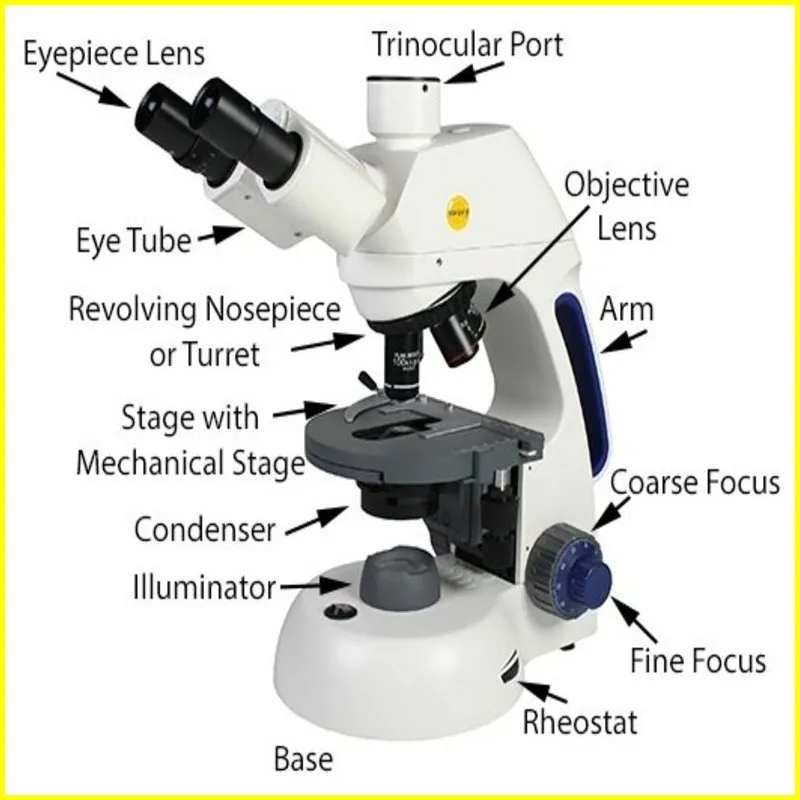 Compound Light Microscope Parts, Functions, Best Uses 2023