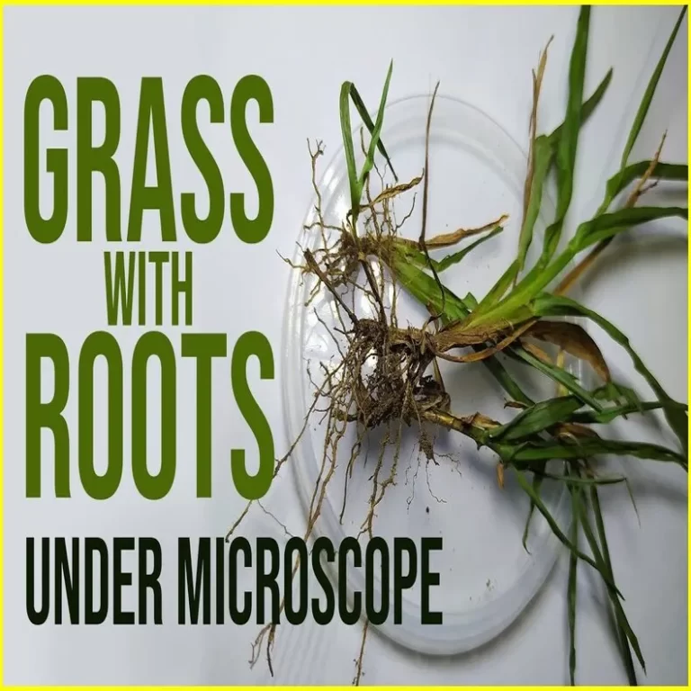 grass under microscope