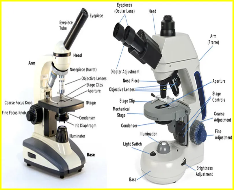 Parts of a Compound Microscope