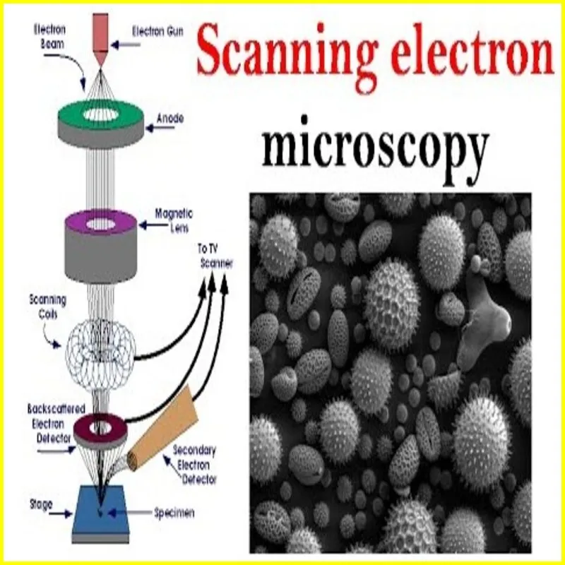 scanning electron microscope images