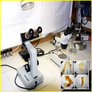 stereo microscope vs compound microscope