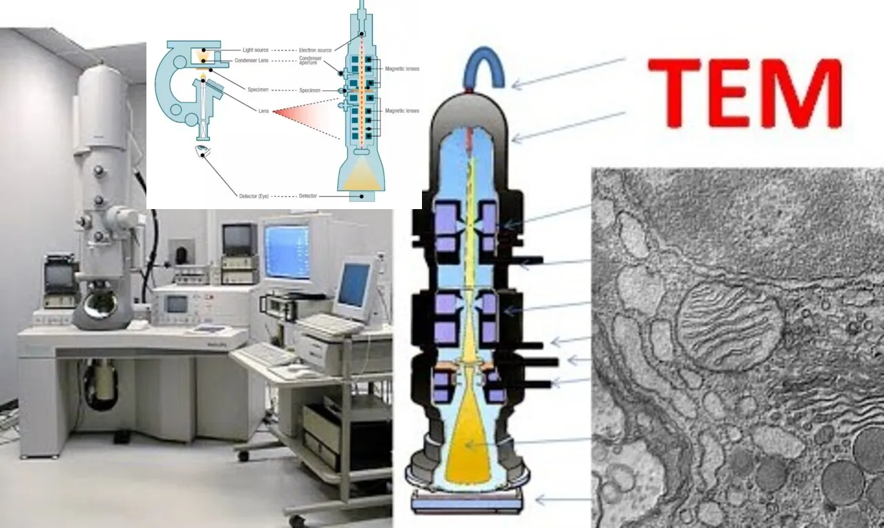 Where are Transmission Electron Microscopes Best Uses 2024?
